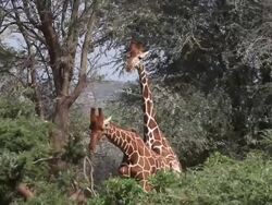 MS Reticulated giraffe trying mating in forest / National Park, Africa, Kenya Stock Footage