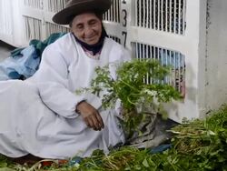 MS Woman sitting and sorting herbs / Cuzco or Cusco, Peru Stock Footage