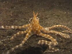 Wonderpus Octopus travelling along, hunting with its tentacles, Indonesia  Stock Footage
