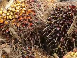 Palm Oil Fruit Stock Footage