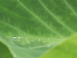 Extreme Close Up static - Rainwater beads on a taro leaf in Hawaii. / Hawaii, USA Stock Footage