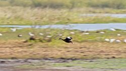 SLO MO Duck flying into the marsh Stock Footage
