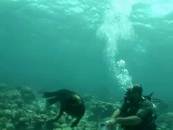 WS Scuba diver feeding Galapagos Sea Lion  / Curacao Sea Aquarium, Curacao, Netherlands Antilles Stock Footage