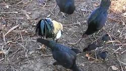 chicken family at countryside Stock Footage