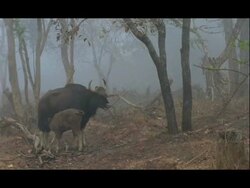 Gaur (Bos gaurus) in misty forest, calf suckling from mother, Nagarahole, India Stock Footage