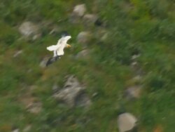 CU TS Shot of Egyptian Vulture(Neophron percnopterus) gliding near Gamla Nature reserve / Gamla, Golan Heights, Israel Stock Footage