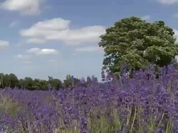 Field of Lavender Stock Footage