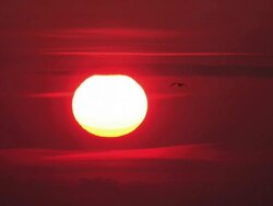 MS Sunset of Okhotsk Sea and birds migration with draft ice / Nemuro, Hokkaido, Japan Stock Footage