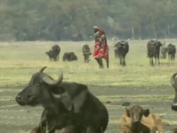 Wide Shot - Thousands of flies swarm around resting african buffaloes as two Maasai warriors walk past / Kenya Stock Footage