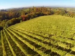 HD: Aerial Shot Of Vineyards In Autumn Stock Footage