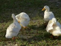 Four Ducks Preening Stock Footage