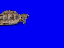 Turtle Stock Footage