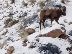 MS TS Shot of bighorn sheep ram walking on rocky hillside in snow / Georgetown, Colorado, United States Stock Footage