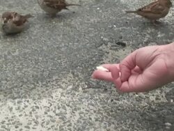 Sparrows Stock Footage