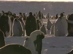 MS Groups of penguins and chicks in snow fall AUDIO / EkstrÃƒÂ¶m Ice Shelf,Atka Iceport Emperor Penguin Colony,  Queen Maud land, Antarctica Stock Footage