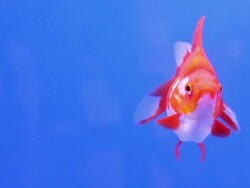 Goldfish Stock Footage