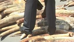 CLEAN : Kenya seizes three tonnes of ivory at port News Clip