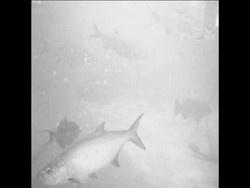 CAN185 CUBA SCENES Instructional Video