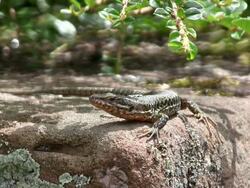 CU View of lizard on stone / Oberstdorf, Bavaria, Germany  Stock Footage