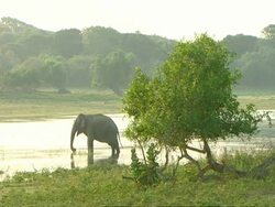 WA Elephant wading in water, grazing on weed Stock Footage