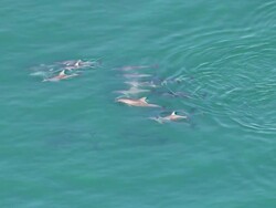 WS AERIAL TS View of dolphins / Adelaide, South Australia, Australia Stock Footage