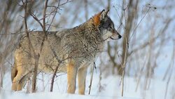 Wolf and winter Stock Footage