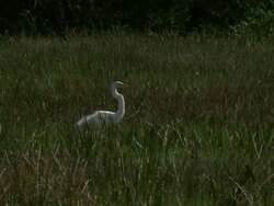 MS White bird landing in field of tall grasses / Florida, USA Stock Footage