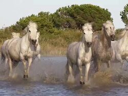 MS TS SLO MO Shot of Camargue Horse Herd galloping running through Swamp / Saintes Maries de la Mer, Camargue, France Stock Footage