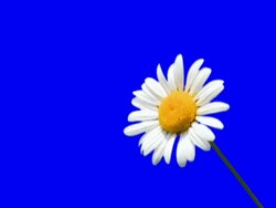 Daisy flower Stock Footage