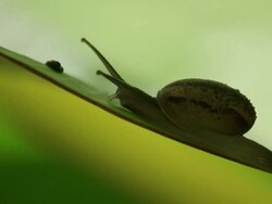 Snail on leaf. Stock Footage