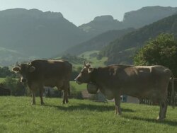 MS Swiss milk cow ruminant with traditional and typical cow bell / Appenzell, Appenzell Innerhoden, Switzerland Stock Footage