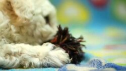Puppy playing with a rope Stock Footage