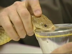 Fears cane toads will wipe out a breed of snake in Australia News Clip