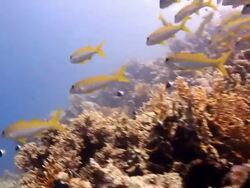 Coral And Fish Stock Footage