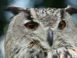 ECU Owl looking around / Vieux Pont, Normandy, France Stock Footage