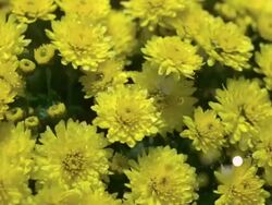 CU SLO MO PAN  Raining water droplets on yellow chrysanthemums / Morristown, New Jersey, USA Stock Footage