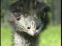 BCU emu face, looks to camera then turns to right Stock Footage