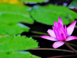Lotus and leaves background Stock Footage