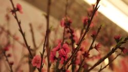 Wedding ceremony Stock Footage