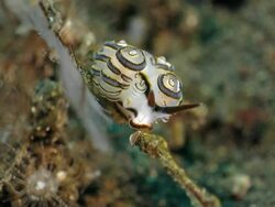 Cute Doto Nudibranch in Bali Stock Footage