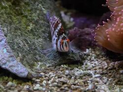 Saltwater fish Stock Footage