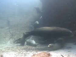 California Sea Lion (Zalophus californianus) swimming into blue ocean, Sea of Cortez, Mexico Stock Footage