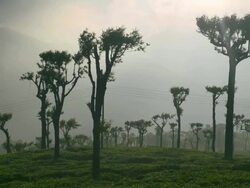 Haputale, sunrise at a tea plantation, Sri Lanka Hill Country aka Tea Country, Sri Lanka, Asia  Stock Footage