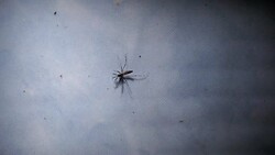 Mosquito Lay In Shadow Stock Footage