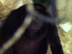 Howler Monkey (Alouatta) in tree, howling, close up. Stock Footage