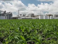 Spring Cornfield with Ethanol Plant in the Background Stock Footage