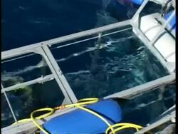 Mid shot Diver stepping into shark cage from topside, Guadalupe Island, Pacific Ocean Stock Footage