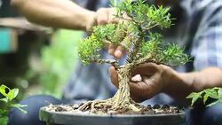 man taking care of a bonsai Stock Footage