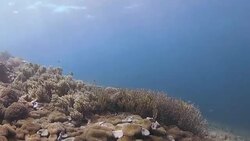 Coral reef, Raja Ampat, Indonesia Stock Footage