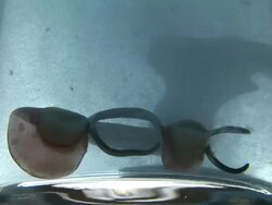 HD: Cleaning the denture Stock Footage